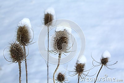 Thistles in the Snow Stock Photo