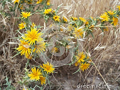 Thistles with yellow flowers Stock Photo