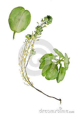 Thlaspi arvense Stock Photo