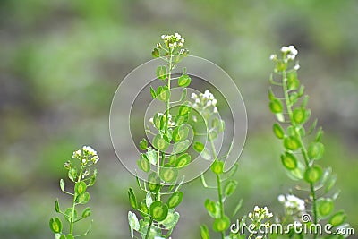 Thlaspi arvense grows in nature Stock Photo