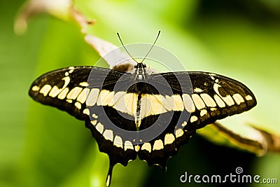 Thoas swallowtail Stock Photo