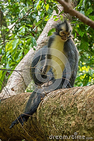 A Thomas Langur, Leaf Monkey, sitting in a tree in Bukit Lawang, Indonesia Stock Photo
