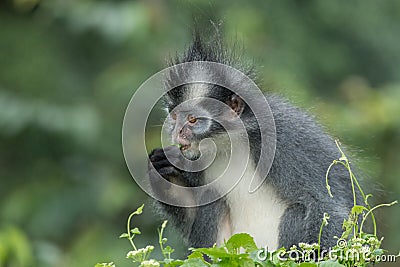 Thomas` langur Presbytis thomasi, also known as the Thomas Leaf Monkey, in Gunung Leuser National Park, Sumatra, Indonesia Stock Photo