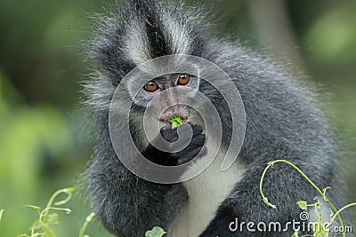 Thomas` langur Presbytis thomasi, also known as the Thomas Leaf Monkey, in Gunung Leuser National Park, Sumatra, Indonesia Stock Photo