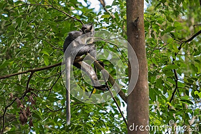 Thomas Langur sits high on a tree (Sumatra, Indonesia) Stock Photo