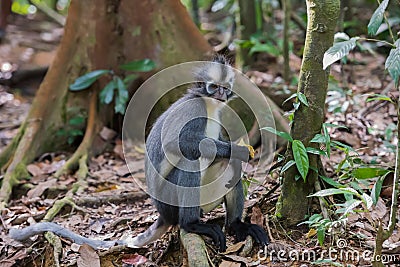 Thomas Langur sitting half-turned to driftwood among burgundy le Stock Photo