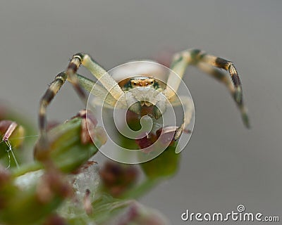 Thomisidae Misumena vatia, Crab spider macro Stock Photo