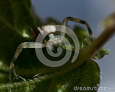 Thomisidae Misumena vatia, Crab spider macro Stock Photo
