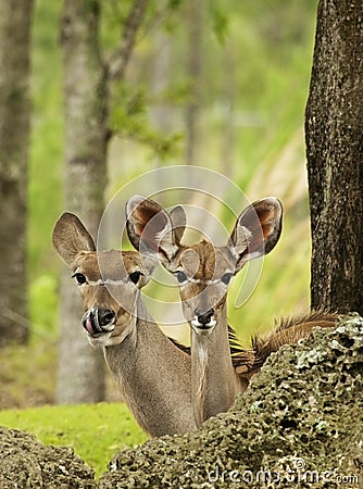 Thompson Gazelles Stock Photo