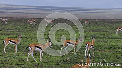 Thompson Gazelles in Serengeti plains Stock Photo