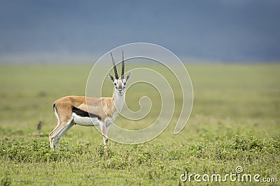 Thompson`s gazelle standing on green grass in Ngorongoro Crater in Tanzania Stock Photo