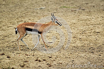 Thomson gazelle Stock Photo
