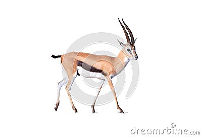 Thomson`s gazelle, Eudorcas thomsonii isolated on white background. Stock Photo