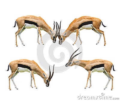 Thomson's gazelle four acting isolated white background use for Stock Photo