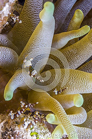Thor amboinensis; squat shrimp Stock Photo