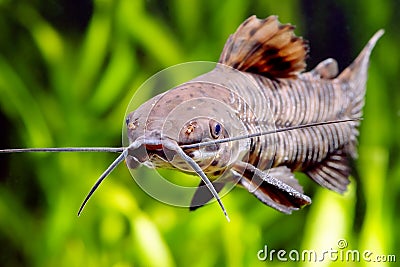 Thoracatum catfish Stock Photo