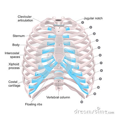 Thoracic Cage, Anatomy body Human. Stock Photo