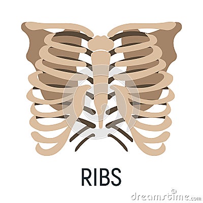 Thoracic cage bone, chest x-ray concept icon, roentgen human body image isolated on white, flat vector illustration. Skeleton part Vector Illustration