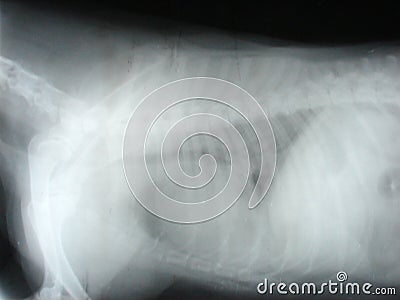Thoracic cavity by dog Stock Photo