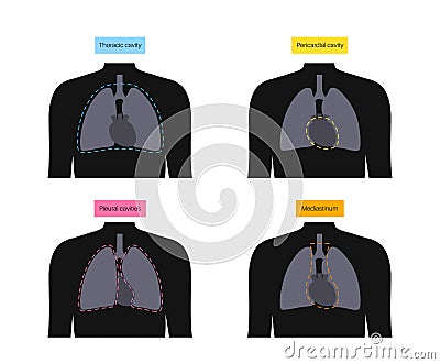 Thoracic cavity poster Vector Illustration