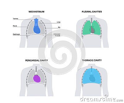 Thoracic cavity poster Vector Illustration