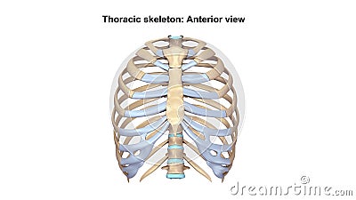 Thoracic Skeleton Anterior view Stock Photo