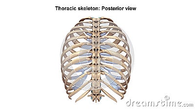 Thoracic Skeleton Posterior view Stock Photo