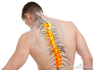 Thoracic Spine Anatomy isolated on white Stock Photo