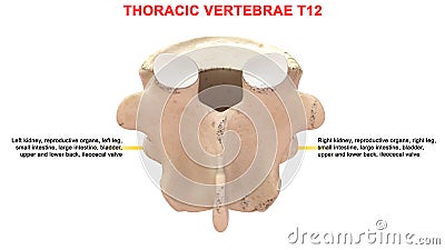 Thoracic vertebrae or thoracic spine bone T12 Stock Photo