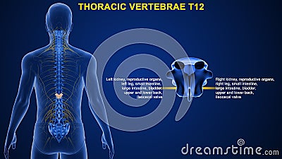 Thoracic vertebrae or thoracic spine bone T12 Stock Photo