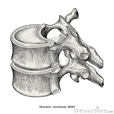 Thoracic vertebrae anatomy vintage illustration clip art isolate Vector Illustration