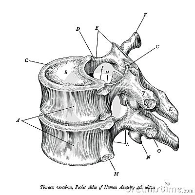 Thoracic vertebrae anatomy vintage illustration clip art isolate Vector Illustration