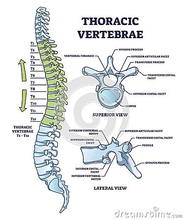 Thoracic vertebrae location and medical structure description outline diagram Vector Illustration
