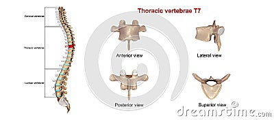 Thoracic vertebrae T7 Stock Photo