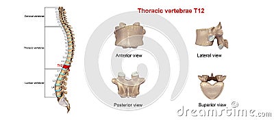Thoracic vertebrae T12 Stock Photo