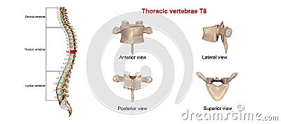 Thoracic vertebrae T8 Stock Photo