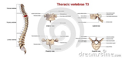 Thoracic vertebrae T3 Stock Photo
