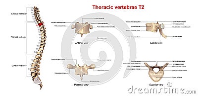 Thoracic vertebrae T2 Stock Photo