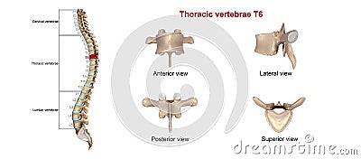 Thoracic vertebrae T6 Stock Photo