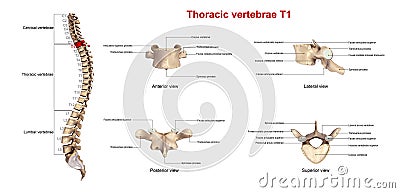 Thoracic vertebrae T1 Stock Photo