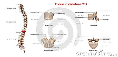 Thoracic vertebrae T12 Stock Photo