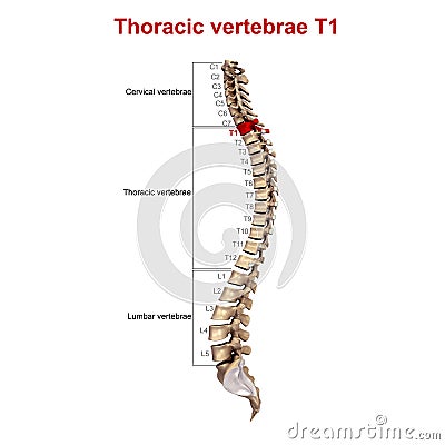 Thoracic vertebrae T1 Stock Photo