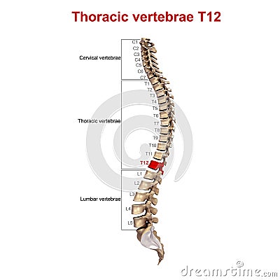 Thoracic vertebrae T12 Stock Photo