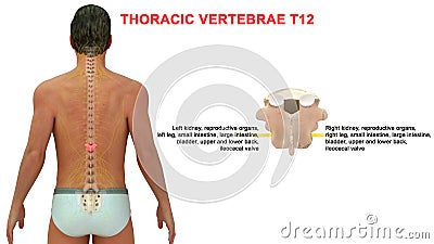 Thoracic vertebrae or thoracic spine bone T12 Stock Photo