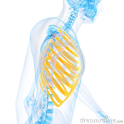 The thorax bones Cartoon Illustration