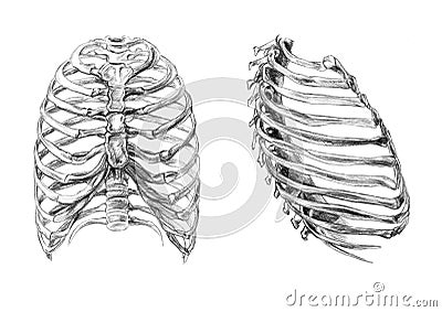 Thorax bones (2 angles) Cartoon Illustration