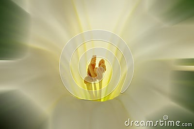 thorn apple with white flower, focus on center Stock Photo