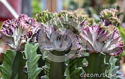 Cacti with grafted colored succulents Stock Photo