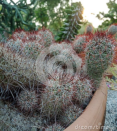 Thorn cactus in brown pot Stock Photo