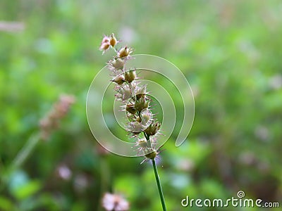 thorn grass Stock Photo